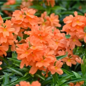 Orange Crossandra Plants Live - Set of 4 - 4 Inch Potted Garden Plants