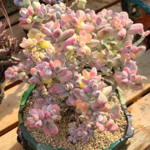 Orbiculata Cotyledon Pendens Plant Trailing Succulent Live Plant 3 Inches Potted Variegated