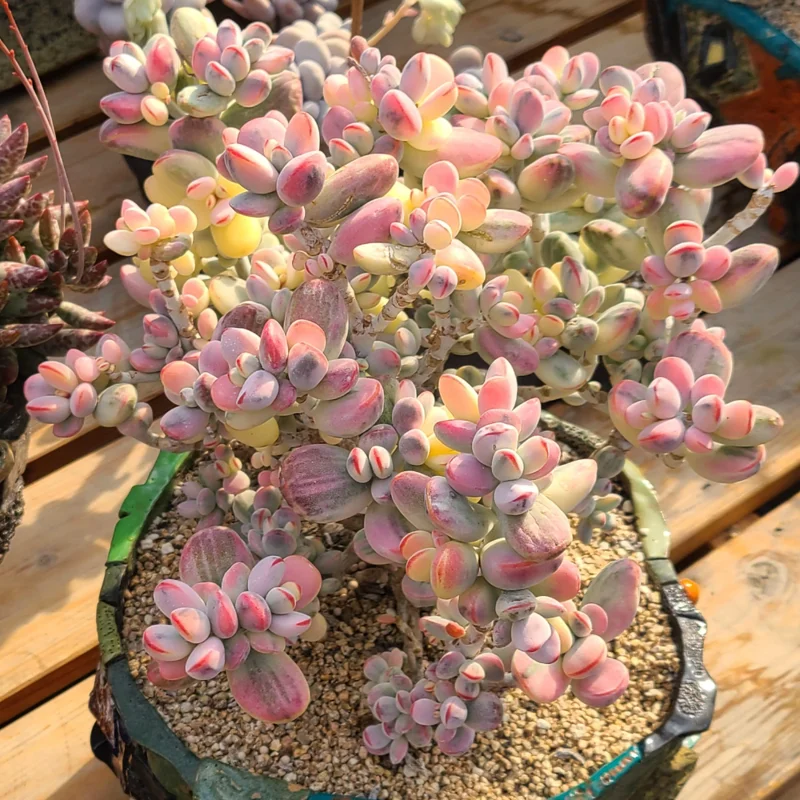 Orbiculata Cotyledon Pendens Plant Trailing Succulent Live Plant 3 Inches Potted Variegated