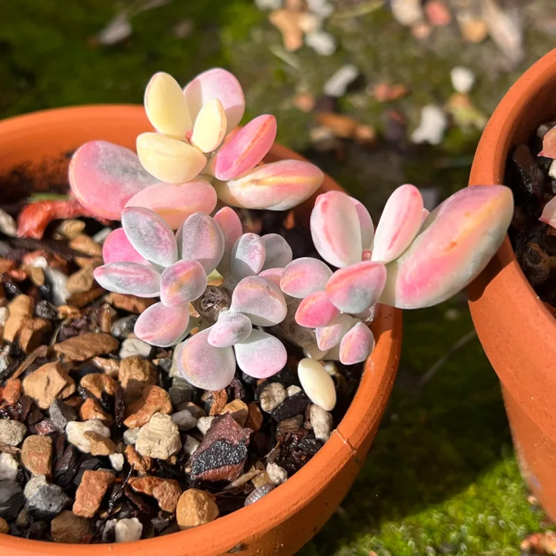 Orbiculata Cotyledon Pendens Plant Trailing Succulent Live Plant 3 Inches Potted Variegated