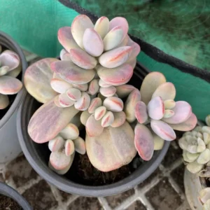 Orbiculata Cotyledon Pendens Plant Trailing Succulent Live Plant 3 Inches Potted Variegated