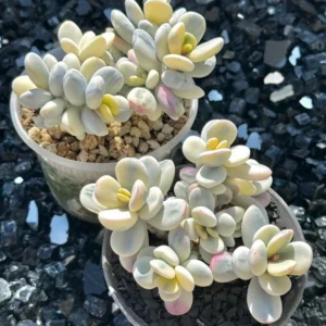 Orbiculata Cotyledon Pendens Plant Trailing Succulent Live Plant 3 Inches Potted Variegated