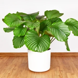 Orbit Peacock Plant - Calathea Orbifolia 4 Inch Potted Live House Plant