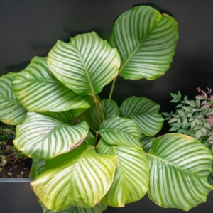 Orbit Peacock Plant - Calathea Orbifolia 4 Inch Potted Live House Plant