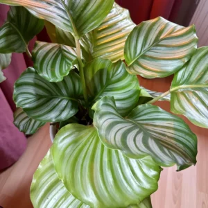 Orbit Peacock Plant - Calathea Orbifolia 4 Inch Potted Live House Plant