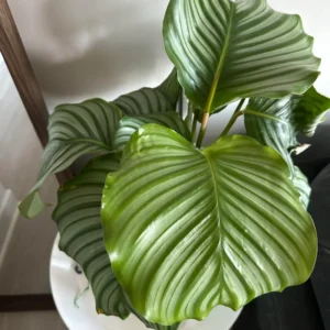 Orbit Peacock Plant - Calathea Orbifolia 4 Inch Potted Live House Plant