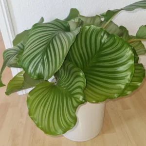Orbit Peacock Plant - Calathea Orbifolia 4 Inch Potted Live House Plant