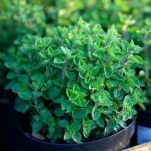 Oregano Plant Live, Herb Plants, 4-6 inch for Outdoor Planting