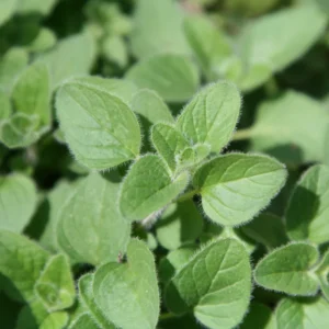 Oregano Plant Live, Herb Plants, 4-6 inch for Outdoor Planting