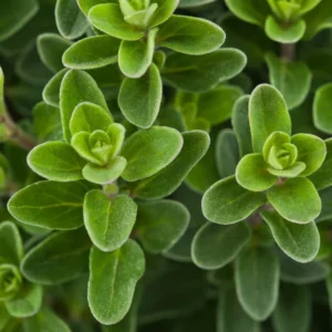 Oregano Plant Live, Herb Plants, 4-6 inch for Outdoor Planting