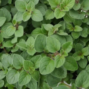 Oregano Plant Live, Herb Plants, 4-6 inch for Outdoor Planting