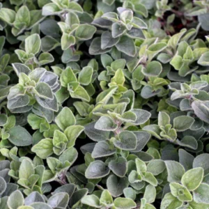 Oregano Plants Pack - 2 Well Rooted Herb Plants 3-5 Inch Tall