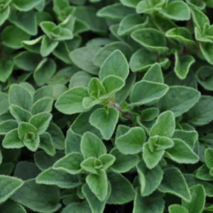 Oregano Plants Pack - 2 Well Rooted Herb Plants 3-5 Inch Tall