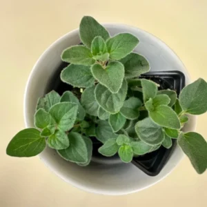 Oregano Plants Pack - 2 Well Rooted Herb Plants 3-5 Inch Tall