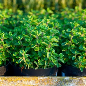 Oregano Plants Pack - 2 Well Rooted Herb Plants 3-5 Inch Tall