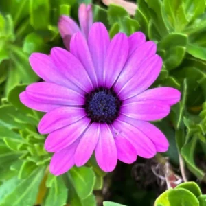 Osteospermum Flower Plants - Live Purple Daisy in 4-inch Pot - Outdoor Perennial Garden Planting