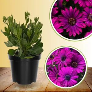 Osteospermum Flower Plants - Live Purple Daisy in 4-inch Pot - Outdoor Perennial Garden Planting