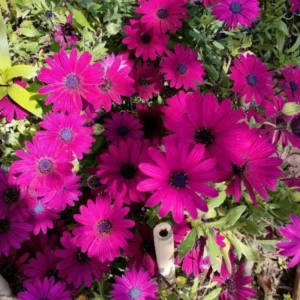 Osteospermum Flower Plants - Live Purple Daisy in 4-inch Pot - Outdoor Perennial Garden Planting