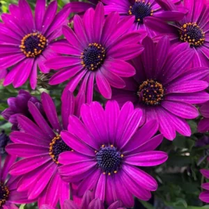 Osteospermum Flower Plants - Live Purple Daisy in 4-inch Pot - Outdoor Perennial Garden Planting