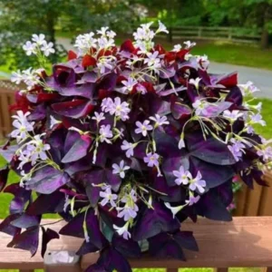 Oxalis Triangularis Live Plant - Purple Shamrock - 4-9 Inch - Purple