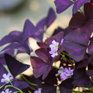 Oxalis Triangularis Live Plant - Purple Shamrock - 4-9 Inch - Purple