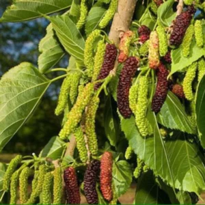 Pakistan Mulberry Trees Live Plant Set - 2 x 5-9 Inches Tall