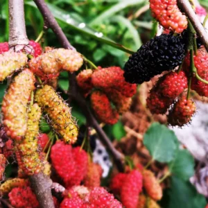 Pakistan Mulberry Trees Live Plant Set - 2 x 5-9 Inches Tall