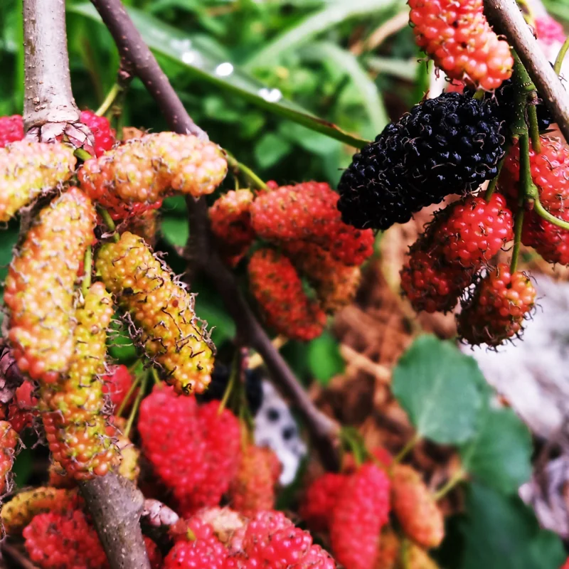 Pakistan Mulberry Trees Live Plant Set - 2 x 5-9 Inches Tall