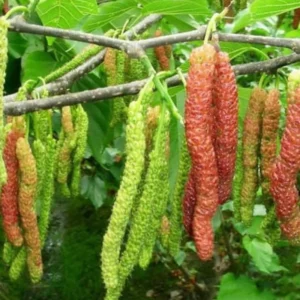 Pakistan Mulberry Trees Live Plant Set - 2 x 5-9 Inches Tall