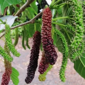 Pakistan Mulberry Trees Live Plant Set - 2 x 5-9 Inches Tall