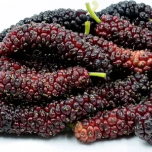 Pakistan Mulberry Trees Live Plant Set - 2 x 5-9 Inches Tall