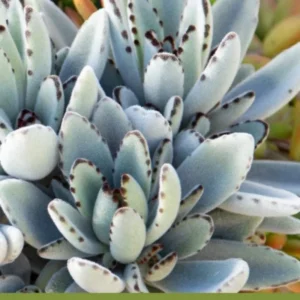 Panda Plant Kalanchoe Tomentosa Bundle, 2-Inch Pot, Live Home Decor