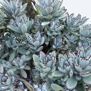 Panda Plant Kalanchoe Tomentosa Bundle, 2-Inch Pot, Live Home Decor