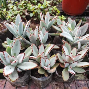 Panda Plant Kalanchoe Tomentosa Bundle, 2-Inch Pot, Live Home Decor