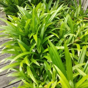Pandan Plant Live - Aromatic Leaves Plant 5-8 Inches - Culinary Herb