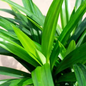Pandan Plant Live - Aromatic Leaves Plant 5-8 Inches - Culinary Herb