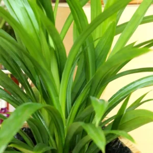 Pandan Plant Live - Aromatic Leaves Plant 5-8 Inches - Culinary Herb