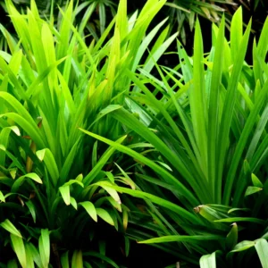 Pandan Plant Live Bareroot - 8-10 Inches - For Gardening