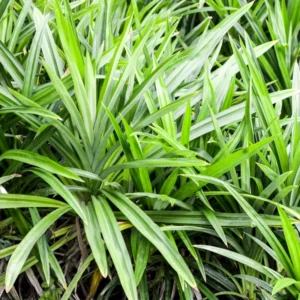Pandan Plant Live Bareroot - 8-10 Inches - For Gardening