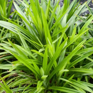 Pandan Plant Live Bareroot - 8-10 Inches - For Gardening