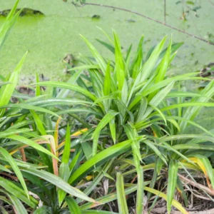 Pandan Plant Live Bareroot - 8-10 Inches - For Gardening