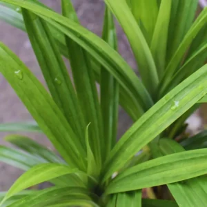 Pandan Plant Live Indoor - 4-7 Inch Herb Plant - Easy to Grow
