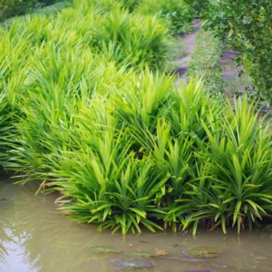 Pandan Plant Live Indoor Herb - 4 to 6 Inch Tall Succulent Plant