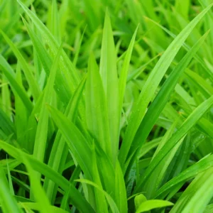 Pandan Plant - Pandanus Amaryllifolius - Vegetable Plant - 2.5 Inch Pot