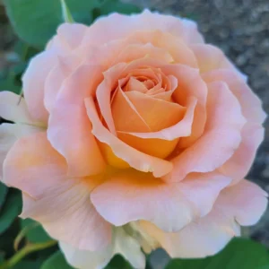 Peach Rose Plant Live Miniature Bush - 2.5 Inch Pot Flower Plant