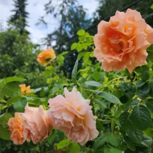 Peach Rose Plant Live Miniature Bush - 2.5 Inch Pot Flower Plant