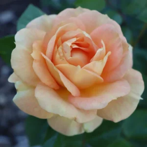 Peach Rose Plant Live Miniature Bush - 2.5 Inch Pot Flower Plant