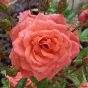 Peach Rose Plant Live Miniature Bush - 2.5 Inch Pot Flower Plant