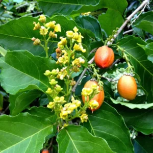 Peanut Butter Tree Live Plant 4-6 Inch - Ready for Your Garden or Container