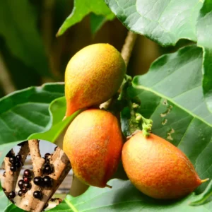 Peanut Butter Tree Live Plant 4-6 Inch - Ready for Your Garden or Container